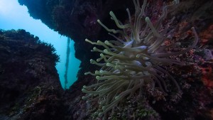 Anemone